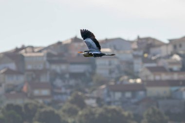 Douro nehri üzerinde uçarken, arka planda Portekiz 'in kuzeyindeki eski Oporto şehrini gören yumuşak bir balıkçıl.