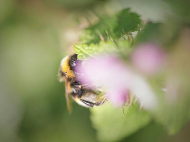 Kuzey Portekiz çayırlarından gelen bir arı makrosu polen ve nektar topluyor.