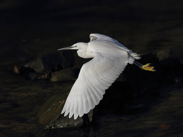 Douro river little white egret in flight against dark background