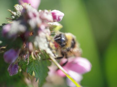 Kuzey Portekiz çayırlarından gelen bir arı makrosu polen ve nektar topluyor.