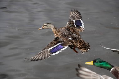 Portekiz 'in kuzeyindeki Douro nehri üzerinde uçan vahşi dişi ördek.