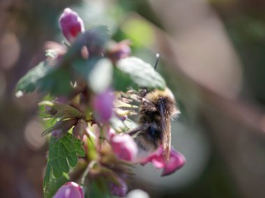Kuzey Portekiz çayırlarından gelen bir arı makrosu polen ve nektar topluyor.