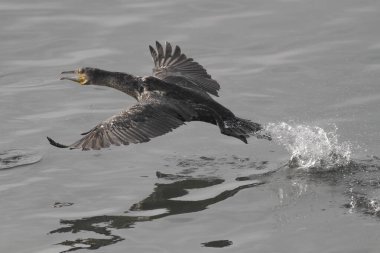 Uçuş sırasında karabatak. Douro Nehri, Portekiz 'in kuzeyi..