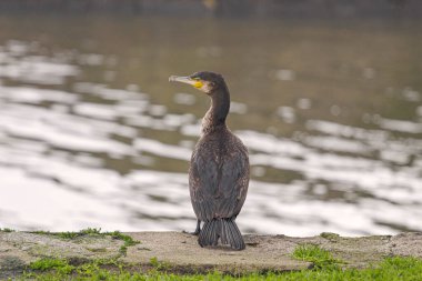 Ayrıntılı karabatak portresi. Douro nehir sınırı, Portekiz 'in kuzeyi..
