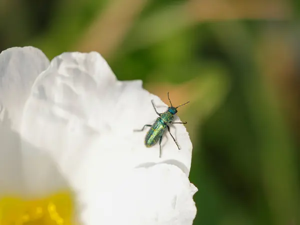 Bug Metálico Verde Coberto Com Pólen Frim Uma Flor Branca — Fotografia de Stock