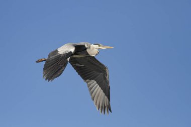 Douro Nehri 'nin büyük balıkçıl kuşu, Portekiz' in kuzeyindeki mavi gökyüzüne yakın uçuyor..