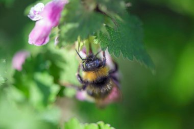 Kuzey Portekiz çayırlarından gelen bir arı makrosu polen ve nektar topluyor.
