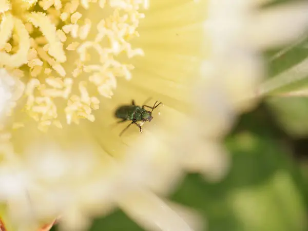 Small Green Metallic Bug Wild Yellow Flower — Stock Photo, Image