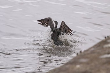 Portekiz 'in kuzeyindeki Douro Nehri sınırına karabatak inişi.