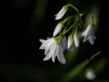 Kuzey Portekiz çayırlarından beyaz çan çiçekleri.