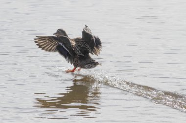 Yumuşak arka ışıklandırmalı vahşi ördek suya iniyor. Douro Nehri, Portekiz 'in kuzeyi..