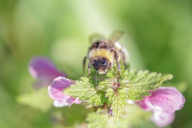 Kuzey Portekiz çayırlarından gelen bir arı makrosu polen ve nektar topluyor.