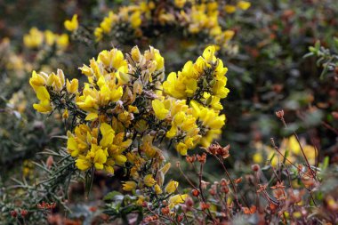 Kuzey Portekiz çayırlarından yaygın olarak görülen kıllı sarı çiçekler.
