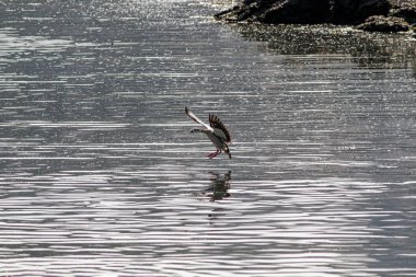 Yumuşak arka aydınlatma Mısırlı kaz suya iniyor. Douro Nehri, Portekiz 'in kuzeyi.. 