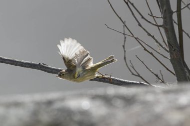 Small bird take off. Northern Portugal. clipart
