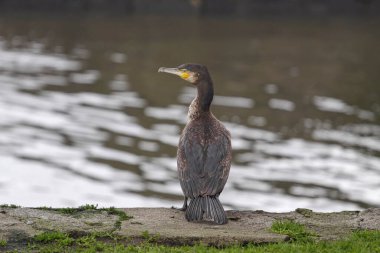 Ayrıntılı karabatak portresi. Douro nehir sınırı, Portekiz 'in kuzeyi..
