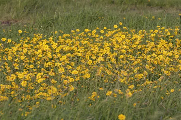 Gelber Blumenteppich Von Einer Wiese Der Portugiesischen Nordküste Frühling Licht Stockfoto