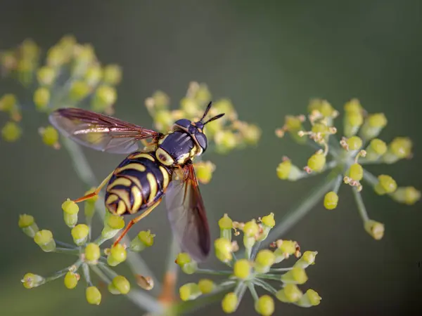 Europäische Wespe Auf Wilden Gelben Blüten Von Einer Nördlichen Portugiesischen Stockfoto