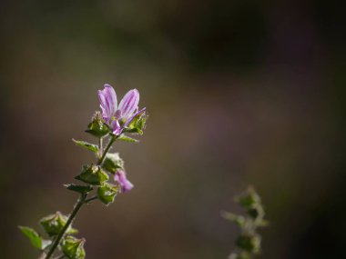 Kuzey Portekiz otlağından yabani kıllı beyaz çiçekler.