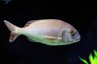 Yakından geçen güzel kırmızı bir deniz kabuğu.. 