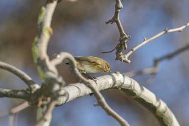 Dalların arasındaki küçük güzel kuş, Lima nehri, Portekiz 'in kuzeyi..