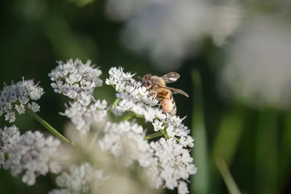 Makro Einer Biene Von Einer Nordportugiesischen Wiese Beim Sammeln Von lizenzfreie Stockbilder