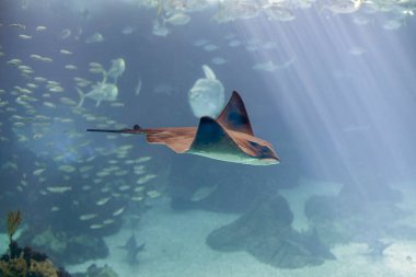 Güzel ışın ve xareus geçip gidiyor