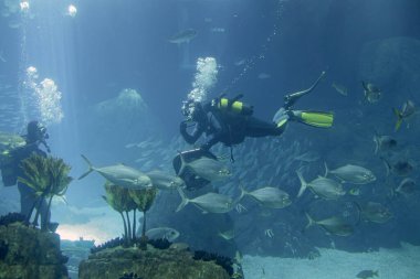 Bakım döneminde deniz akvaryumu dalgıcı biyoloğu.