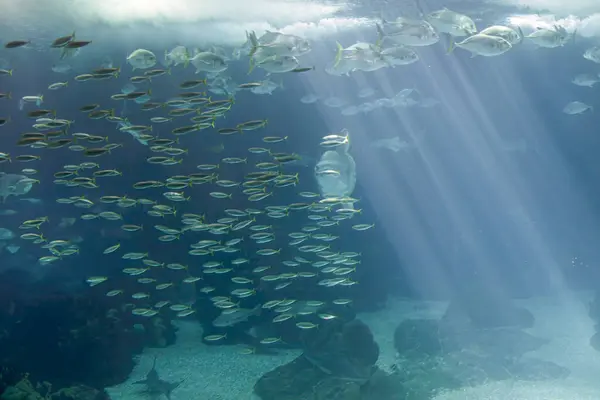 Schöne Fischschwärme Makrelen Und Xareus Stockfoto