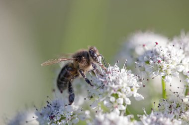 Kuzey Portekiz çayırlarından gelen bir arı makrosu polen ve nektar topluyor.