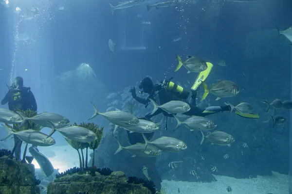 Marine Akvarium Dykker Biolog Vedligeholdelsesperioden - Stock-foto