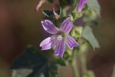 Kuzey Portekiz otlağından yabani kıllı beyaz çiçekler.