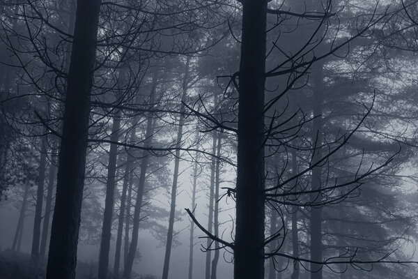 Mysterious foggy pinewood at dusk. Toned blue.