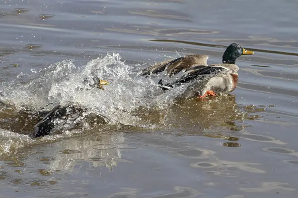 Two Male Wild Ducks Fighting Douro River North Portugal Stock Picture