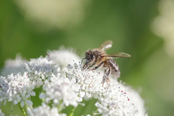 Macro Abeille Une Prairie Portugaise Septentrionale Récoltant Pollen Nectar Image En Vente