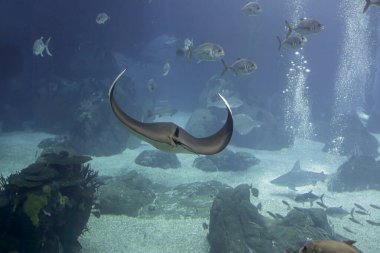 Güzel ışın ve xareus geçip gidiyor