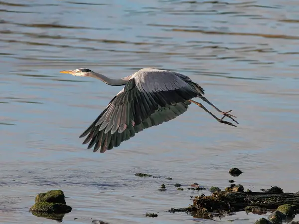 Detailed Image Great Heron Flying River Douro Royalty Free Stock Photos