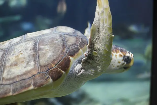 Turtle Swimmong Subaquático Vendo Barbatana Detalhes Fotografias De Stock Royalty-Free