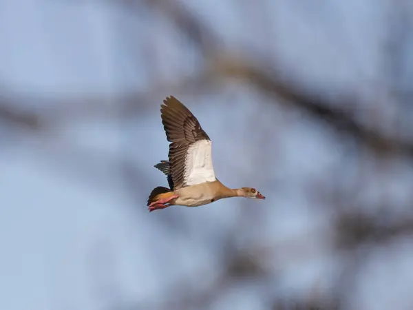 Egyptian Goose Flying Branches Tree Bank Douro River Northern Portugal 로열티 프리 스톡 이미지