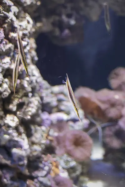 Shrimpfish Aka Knifefish Aeolicus Strigatus Interesante Pez Tropical Agua Salada Fotos De Stock