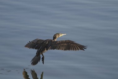 Portekiz 'in kuzeyinde Douro nehrinin üzerinde gezinen bir karabatağa yakın.