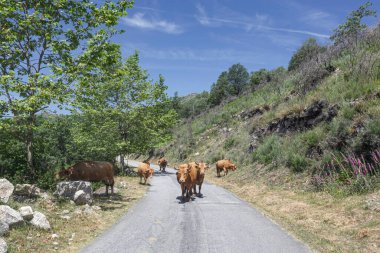 Barrosa purebred mountain cows from Peneda Geres National Park, north of Portugal clipart