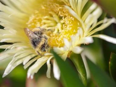 European bee on a yellow edulis beach flower covered with pollen clipart