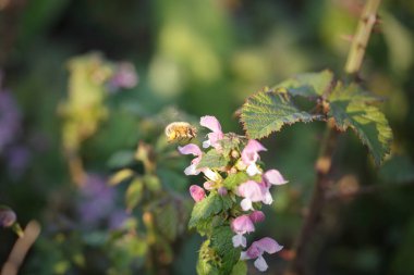 Bahar boyunca kuzey Portekiz çayırlarında uçan küçük Avrupa arısı