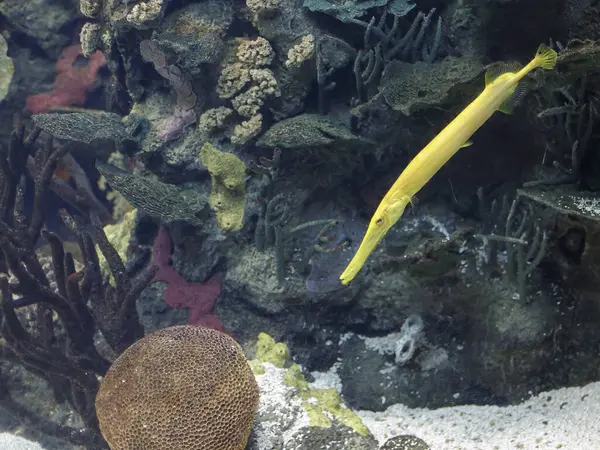 Güzel tropikal sarı trompet balığı