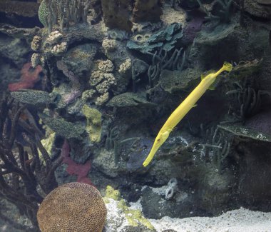 Güzel tropikal sarı trompet balığı
