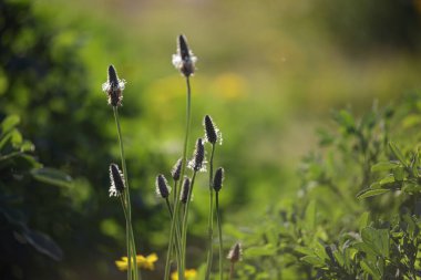 Turuncu gün batımında güzel kır çiçekleri