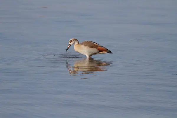 stock image Douro river egyptian goose eating algae during low tide, north of Portugal.