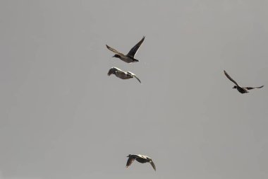 Portekiz 'in kuzeyindeki Douro nehrinin üzerinde uçan vahşi ördekler. Yumuşak arka ışıklandırma. Sabah ışığı.