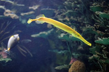 Swimming beautiful tropical yellow trumpetfish  clipart